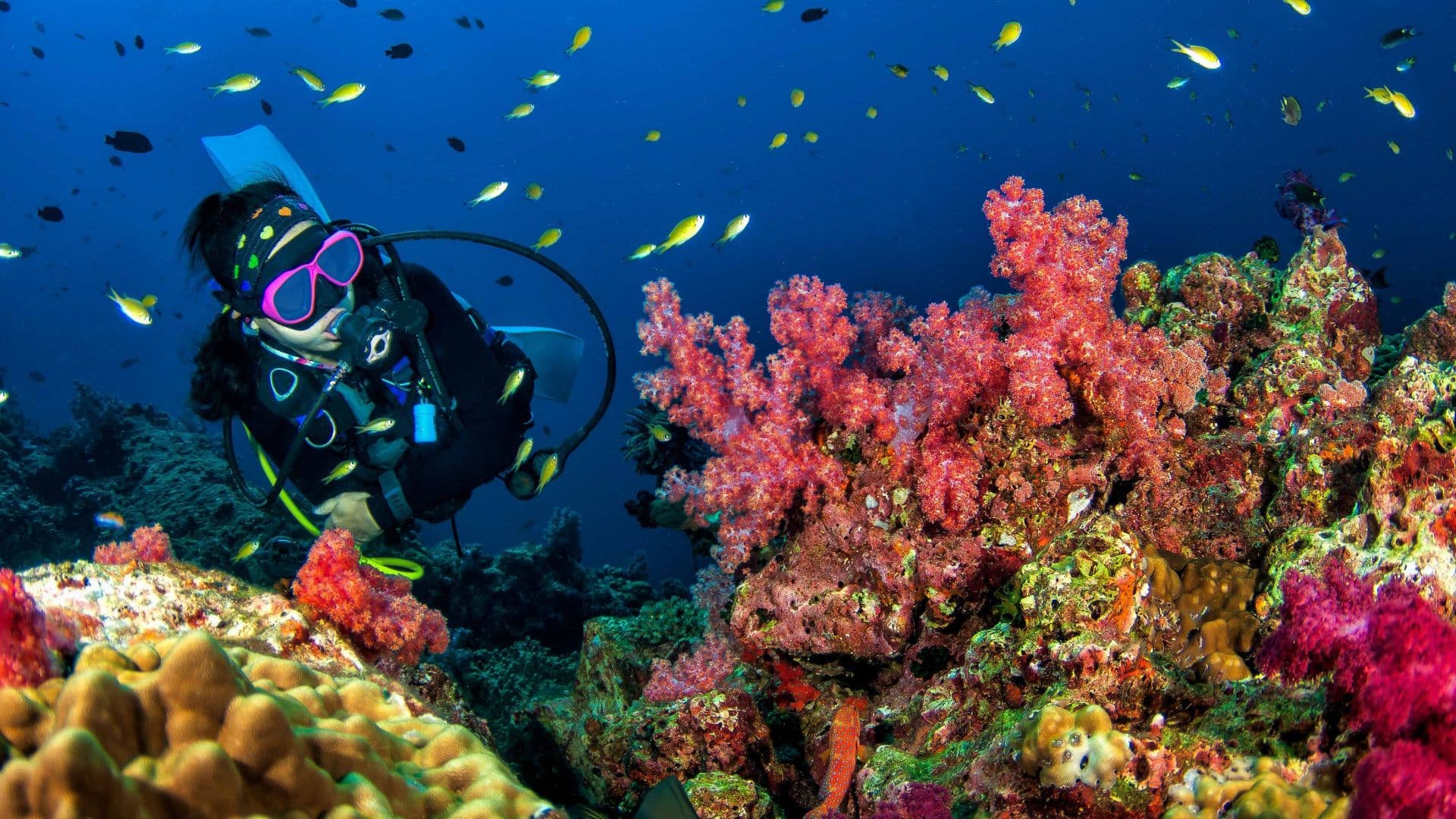 Scuba Diving in Fujairah